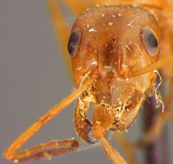 Media type: image;   Entomology 30826 Aspect: head frontal view